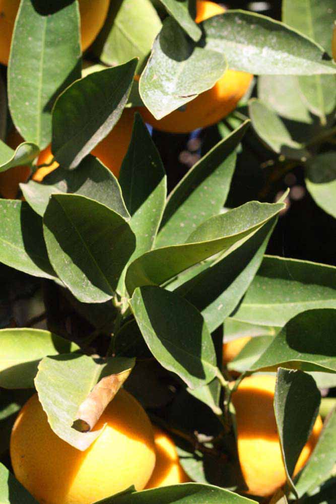            Sun leaves (Riverside, CA)   